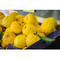 CITRON DOUX DE MENTON 5KG